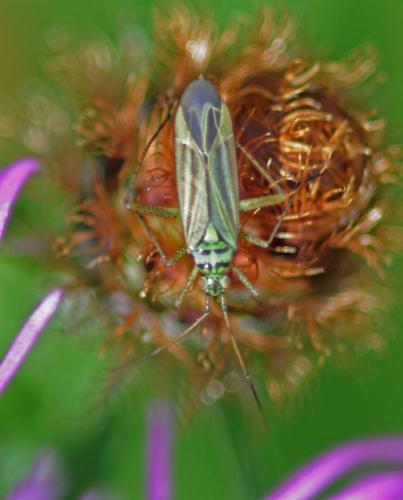 Oncotylus viridiflavus